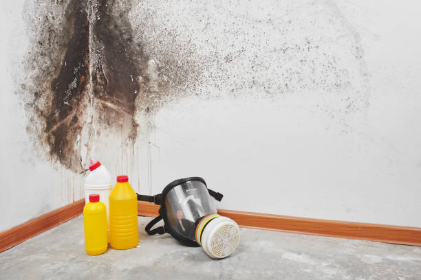 Best Commercial Mold Removal  in Duncan Falls, OH