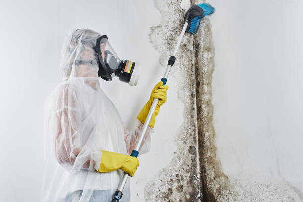 Best Local Mold Removal Service  in Duncan Falls, OH