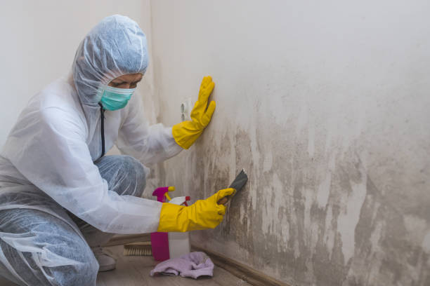 Best Black Mold Removal  in Duncan Falls, OH