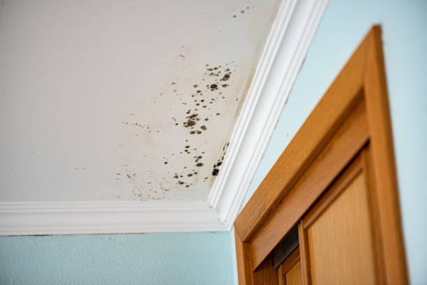 Duncan Falls, OH Mold Removal Company