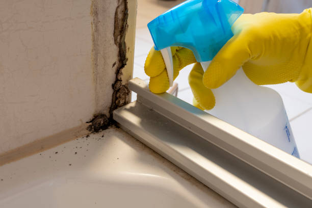 Best Mold Damage Repair  in Duncan Falls, OH