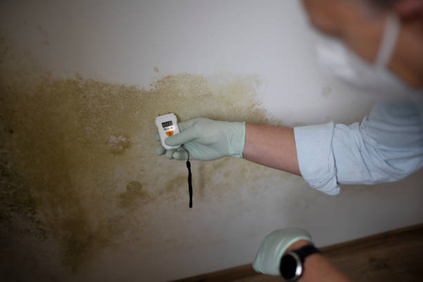 Best Emergency Mold Removal  in Duncan Falls, OH