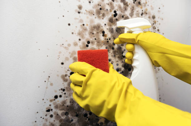 Best Local Mold Removal Service  in Duncan Falls, OH