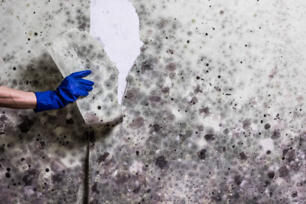 Trusted Duncan Falls, OH Mold Removal Experts