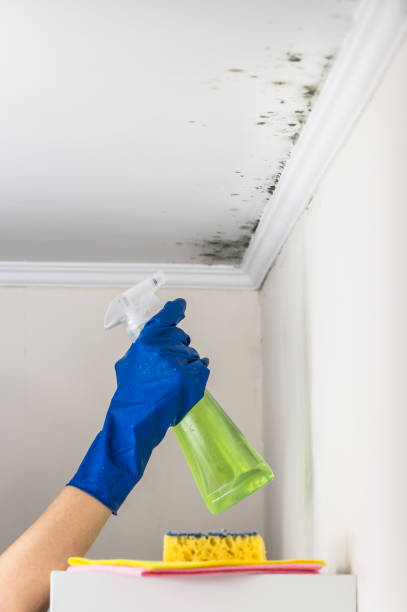 Best Professional Mold Removal  in Duncan Falls, OH