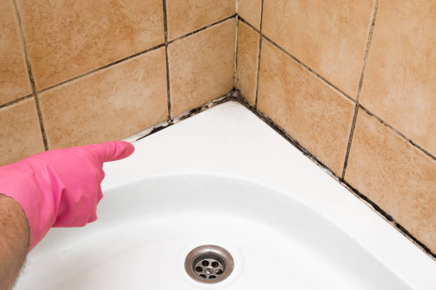 Best Local Mold Removal Service  in Duncan Falls, OH